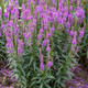 Purple Leia Spike Speedwell Flowering 