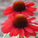 Eye-Catcher™ Cardinal Crest Coneflower Blooming