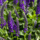 Magic Show Enchanted Indigo Spike Speedwell Purple Blooms Up Close