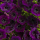 Supertunia Mini Vista® Midnight Petunia Blooming