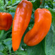 Pepper Pots™ Sugar Kick™ Sweet Pepper Growing in the Yard
