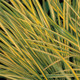 Graceful Grasses® Ogon Golden Variegated Sweet Flag