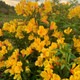 Golden Tiara Peruvian Lily Flowering