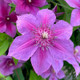 Adam's Courage Clematis Flower Close Up