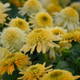 Double Coded™ Butter Pecan Coneflower Flower Close Up