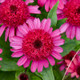 Double Coded™ Raspberry Beret Coneflower Flower Close Up