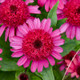 Double Coded™ Raspberry Beret Coneflower | Plant Addicts