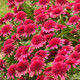 Double Coded™ Raspberry Beret Coneflower | Plant Addicts