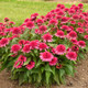 Double Coded™ Raspberry Beret Coneflower | Plant Addicts