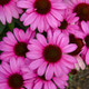 Color Coded® The Fuchsia is Bright Coneflower Flowers Close Up