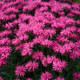 Upscale™ 'Pink Chenille' Bee Balm Blooming