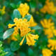 Juiced™ Orange Jessamine Flower Close Up