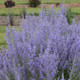 Denim n Lace Russian Sage Purple Blooms