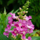 El Niño Desert Orchid Flower Close Up