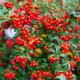 Berry Box™ Pyracomeles Growing in the Garden