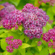 Double Play® Dolly™ Spirea Flower Close Up