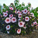 Summerific Perfect Storm Hibiscus Bush