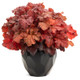 Primo Mahogany Monster Coral Bells in Planter