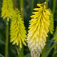 Pyromania Flashpoint Red Hot Poker with Yellow White Blooms