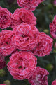 Fruit Punch® Raspberry Ruffles Pinks Dianthus | Plant Addicts