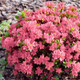 Coral Bell Azalea in the landscaping 