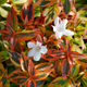 Kaleidoscope Abelia Flowers and Foliage