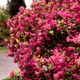HinoDegiri Evergreen Azalea  blooming 