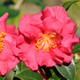 Pink Bella Rouge Camellia Flowers Main