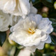 White October Magic Bride Camellia Flower Main