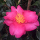 Kanjiro Camellia Pink Bloom