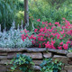 Red Drift Rose Shrub in Retaining Wall Main