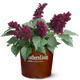 Saucy Wine Salvia in Branded Pot Main