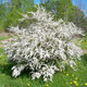 Bridal Wreath Spirea Shrub Covered in Flowers