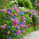 LA Dreamin Hydrangea in the Garden 