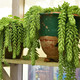 Trailing Burrito Sedum in a Indoor House Pot 