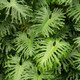 Philodendron Xanadu Leaves