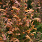 Summerlong Peach Agastache