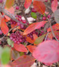 Berry Scape Red Chokeberry fall foliage