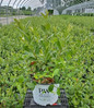 Berry Scape Red Chokeberry container crop