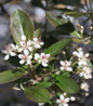 Berry Scape Chokeberry white spring flowers
