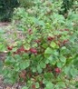 Berry Scape Chokeberry bright red berry clusters