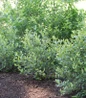 Berry Scape Chokeberry compact landscape shrub