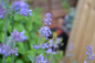 Catmint Plant Blooming With A Bumblebee