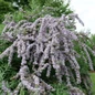 Large Mop Top™ Butterfly Bush Blooming