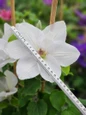 Clematis Guernsey Flute flower size