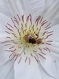 Clematis Guernsey Flute white flower close up with a bee