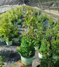 Tumaini™ Clematis vine habit