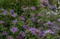 Clematis Tumaini flowering