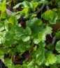 Cilantro green herb foliage in pot