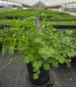 Santo Cilantro in nursery